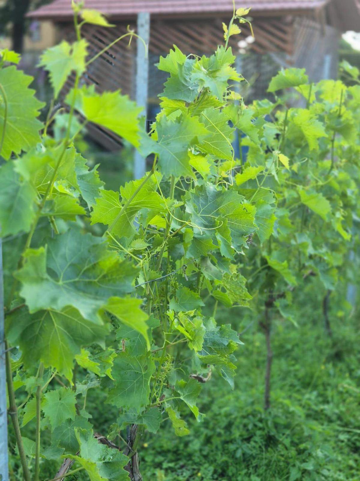 Ferienwohnung Weingut Lahmer August Kretzschau Extérieur photo