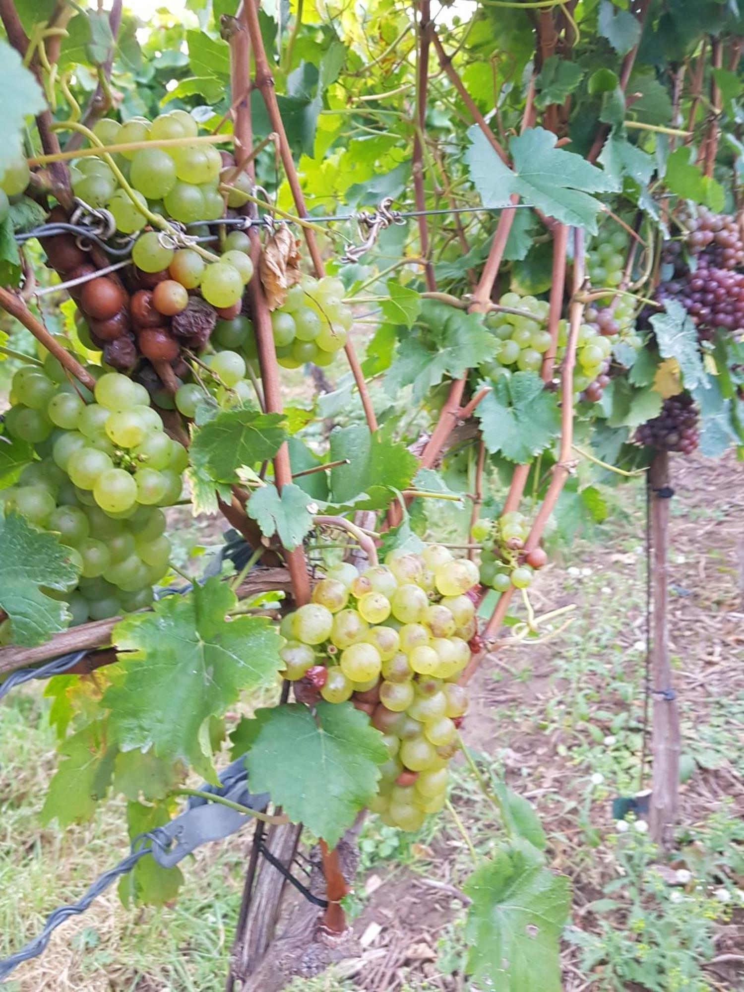 Ferienwohnung Weingut Lahmer August Kretzschau Extérieur photo