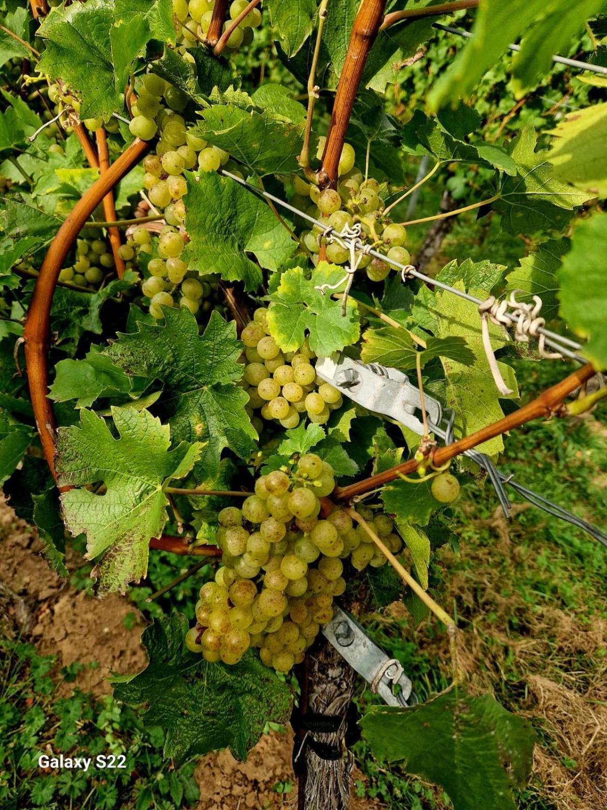 Ferienwohnung Weingut Lahmer August Kretzschau Extérieur photo